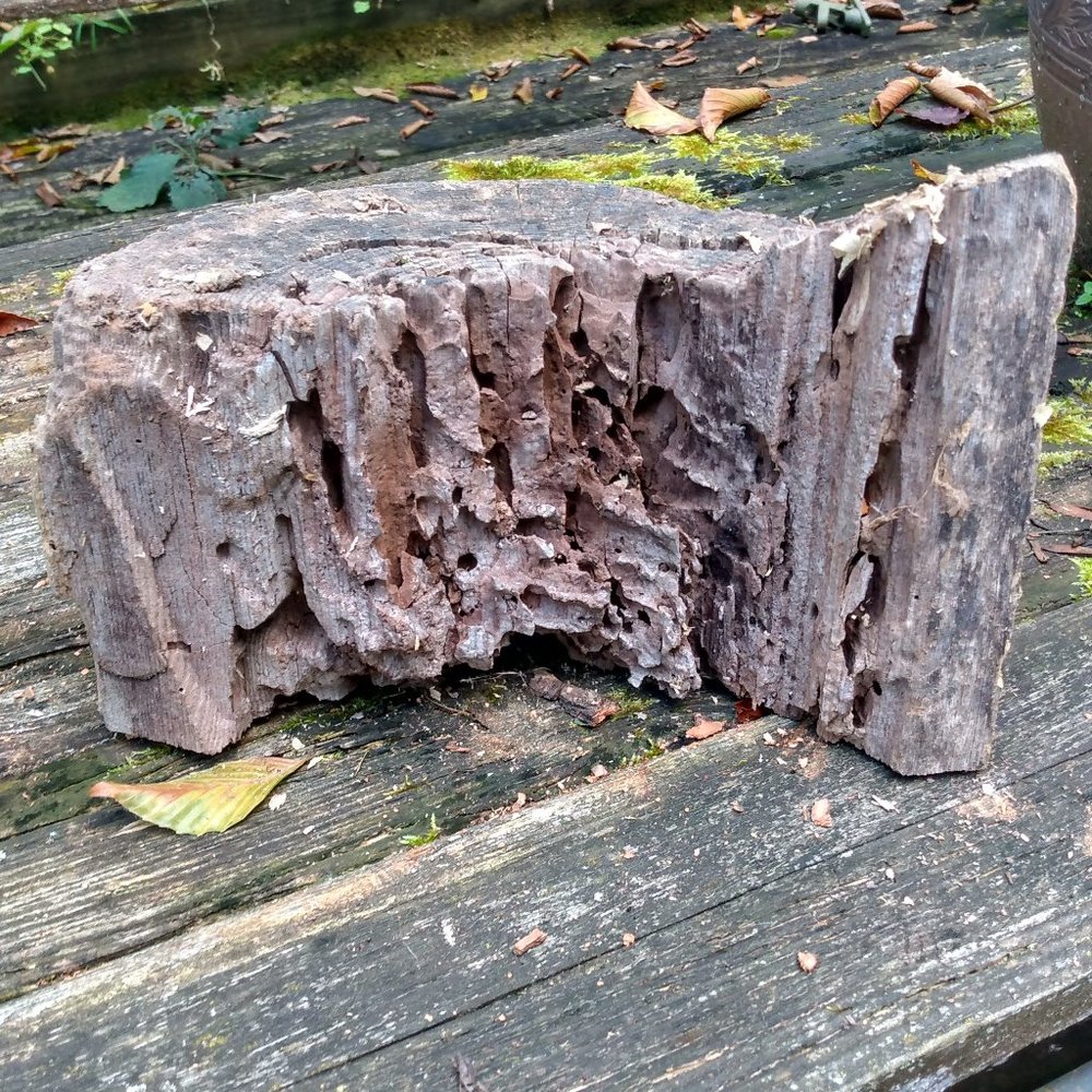 Unique  Wood Piece Wood boring Insect burrows holes homes ...Fairy Garden Art